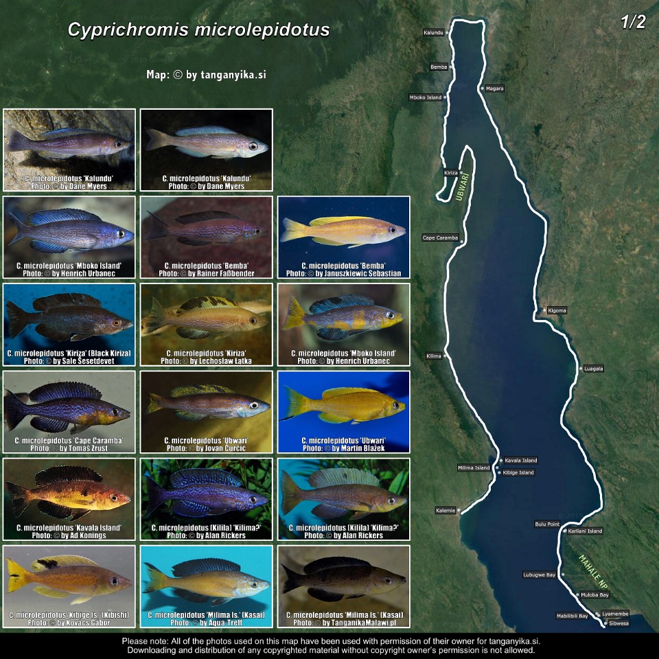 Cyprichromis microlepidotus (1/2)