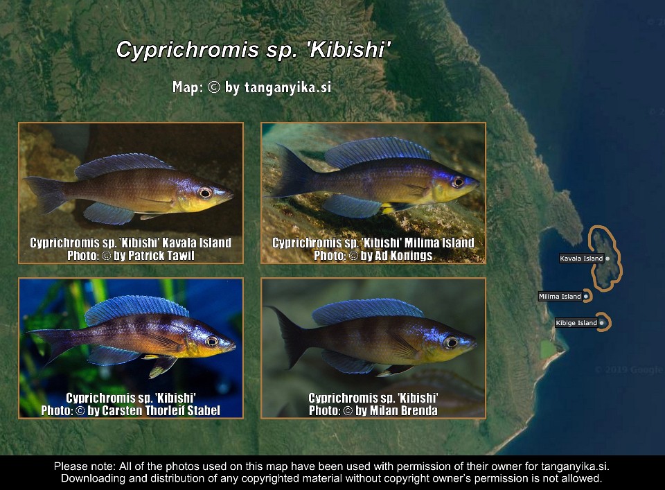 Cyprichromis sp. 'kibishi'