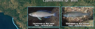 Cyprichromis_sp_muzi.jpg