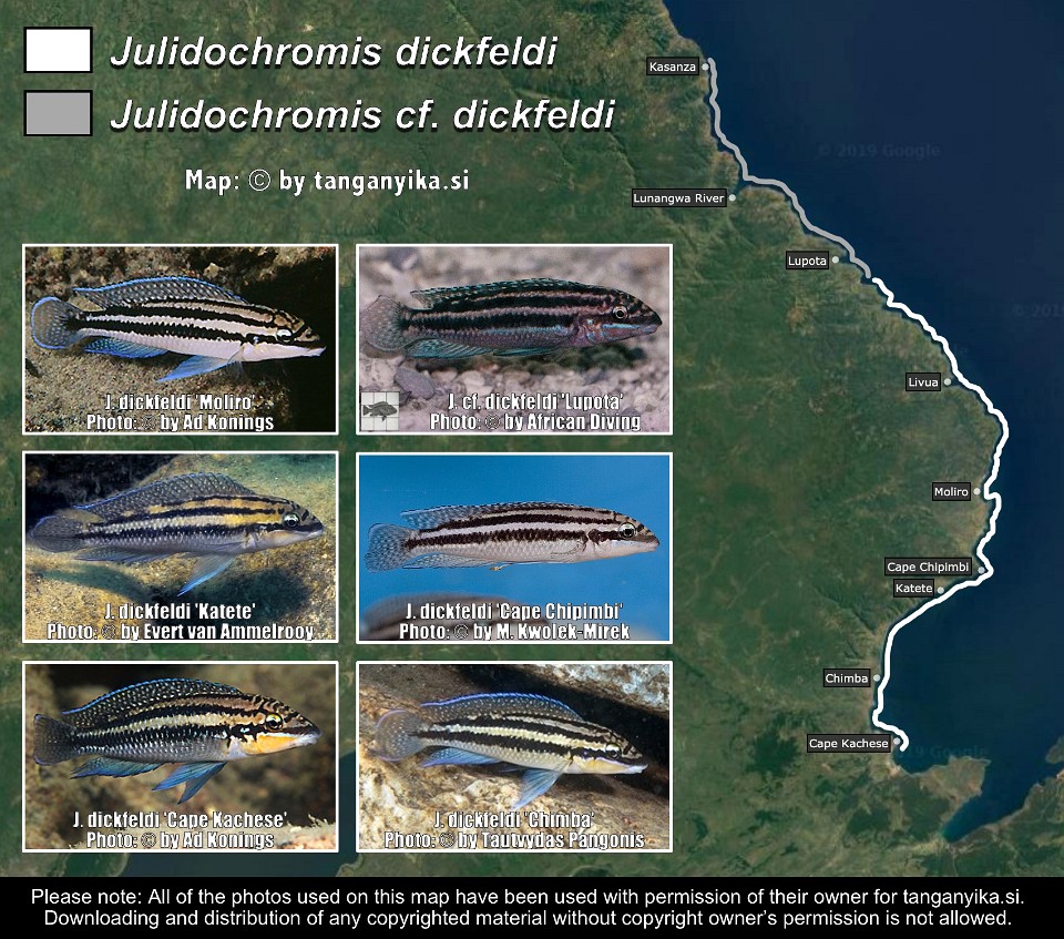 Julidochromis dickfeldi &<br>Julidochromis cf. dickfeldi