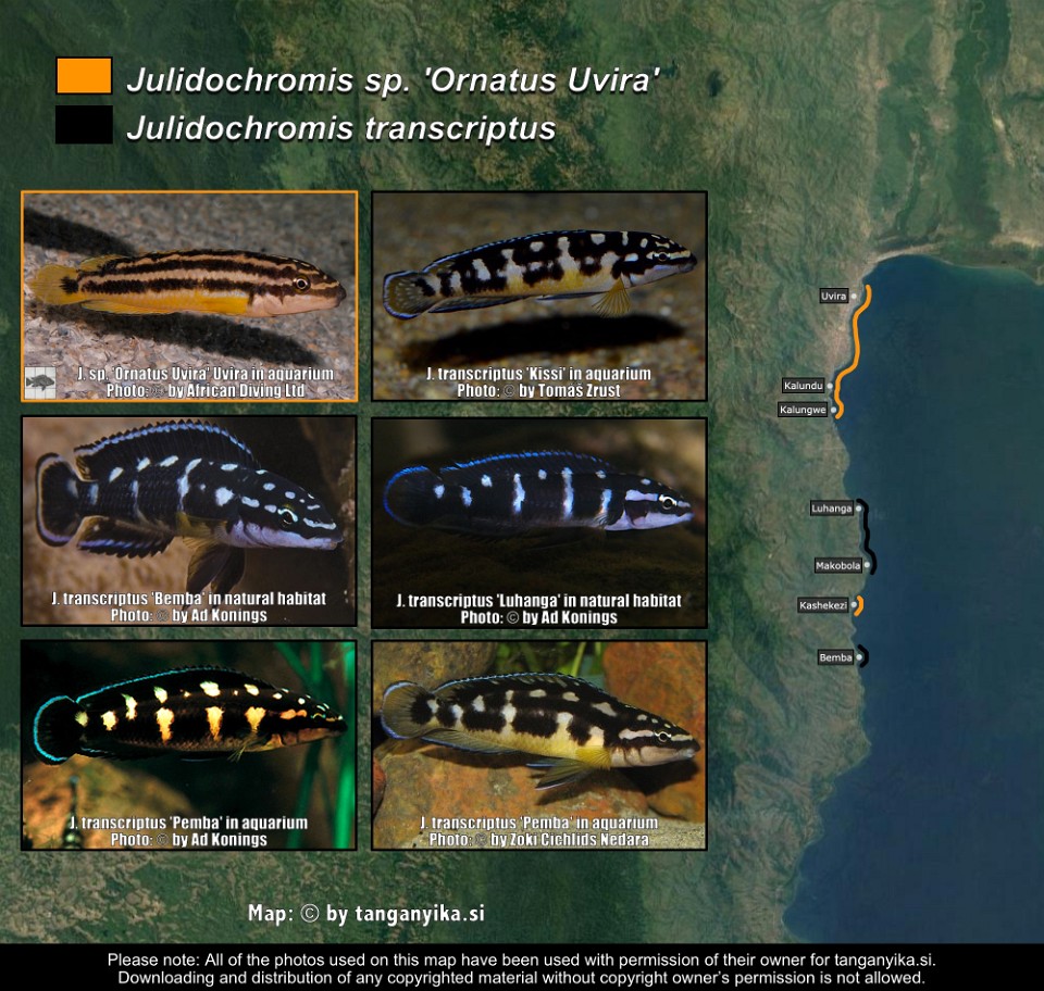 Julidochromis sp. 'Ornatus Uvira' &<br>Julidochromis transcriptus