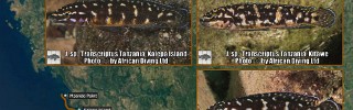 Julidochromis_sp_Transcriptus_Tanzania.jpg