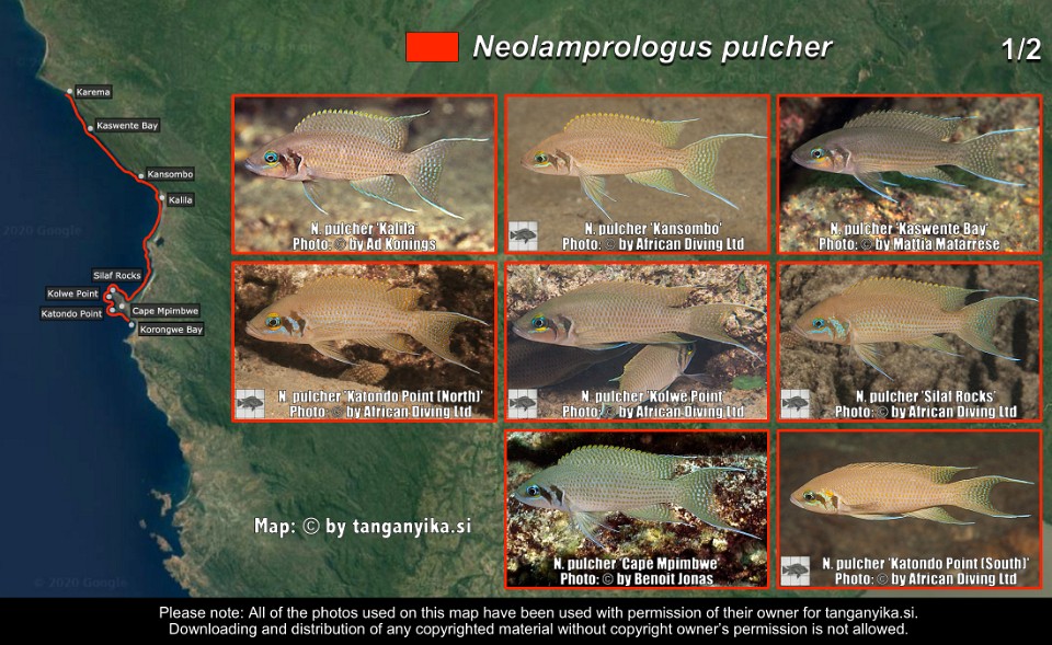 Neolamprologus pulcher (1/2)