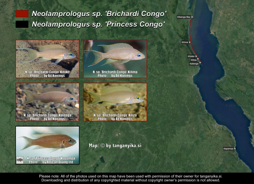 Neolamprologus sp. 'Brichardi Congo' & <br>Neolamprologus sp. 'Princess Congo'