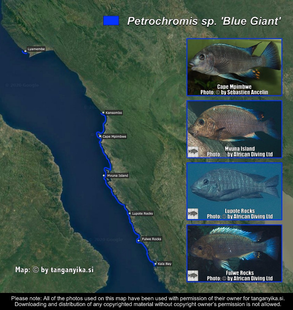Petrochromis sp. 'Blue Giant'<br><font color=gray>Petrochromis sp. 'Giant'</font>