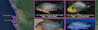 Petrochromis sp Kasumbe Rainbow.jpg