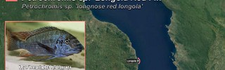 Petrochromis sp Longola Red Fin.jpg