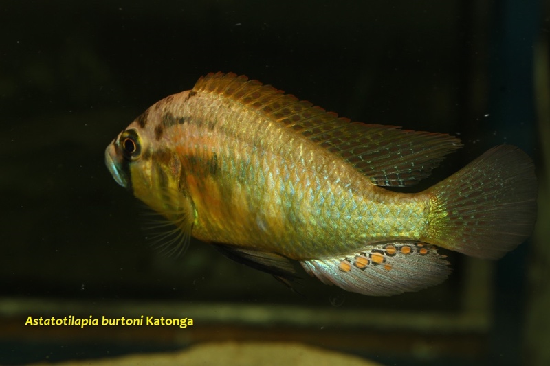 Astatotilapia Burtoni 'katonga'