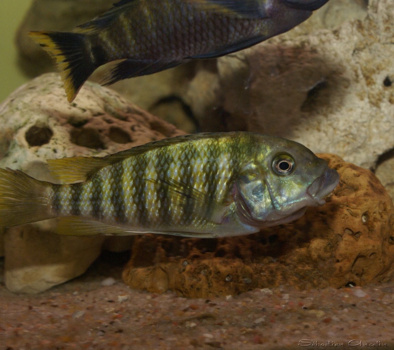 Petrochromis Sp. 'kasumbe' Halembe