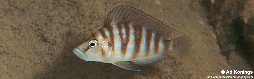 Altolamprologus sp. 'compressiceps shell' Cape Kachese