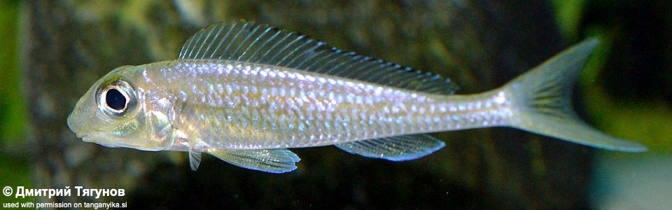 Asprotilapia leptura (unknown locality)<br><font color=gray>Xenotilapia leptura (unknown locality)</font>