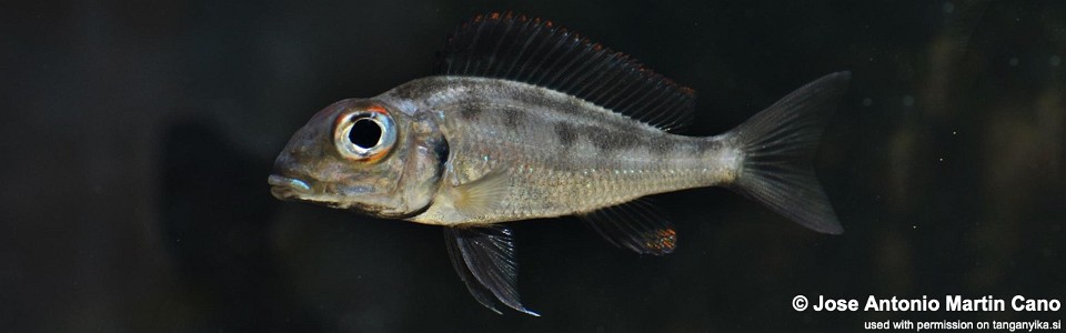 Callochromis macrops 'Chituta Bay'