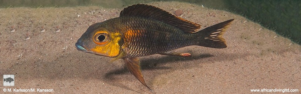 Callochromis macrops 'Mswa Point'