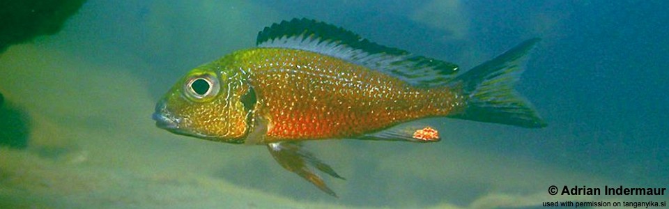 Callochromis macrops 'Ndole Bay'<br><font color=gray>Red Macrops</font>