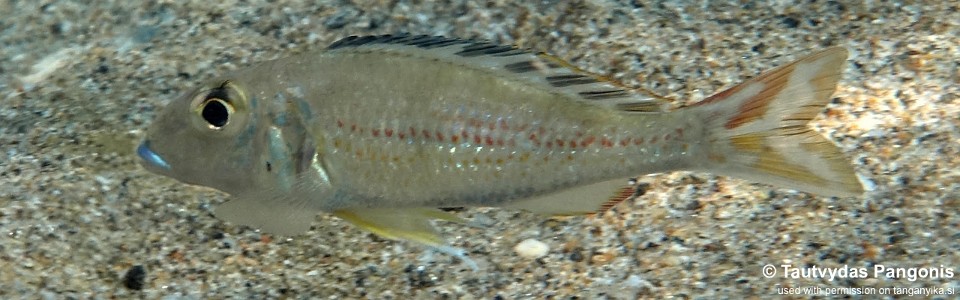 Callochromis pleurospilus 'Bilinge Bay'