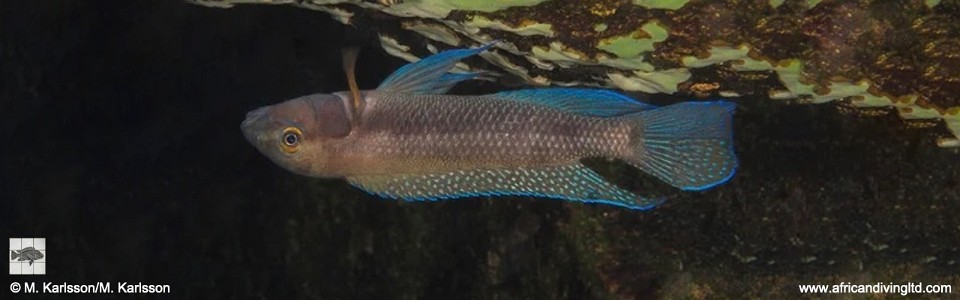 Chalinochromis cyanophleps 'Kalala Island'