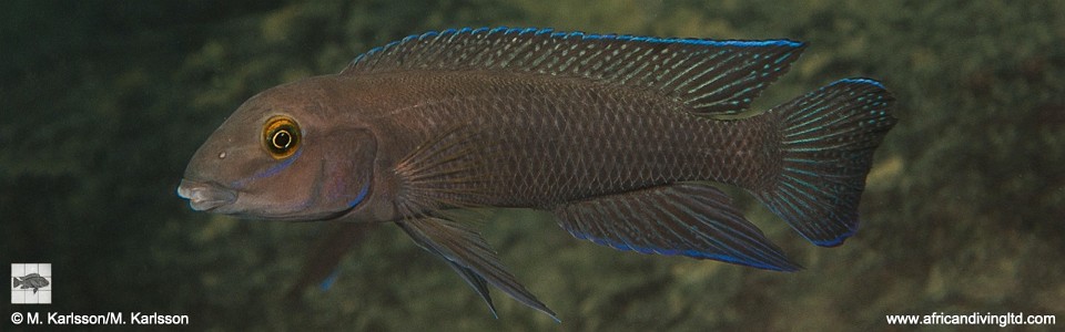 Chalinochromis cyanophleps 'Namansi'