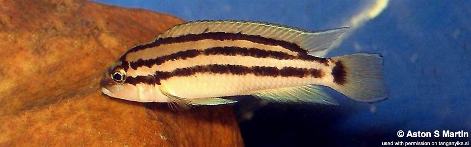 Chalinochromis popelini (unknown locality)