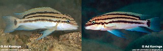 Chalinochromis popelini