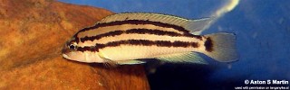 Chalinochromis popelini.jpg