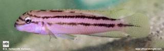Chalinochromis sp. 'bifrenatus purpleface'