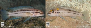 Chalinochromis sp. 'bifrenatus south'