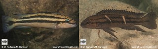 Chalinochromis sp. 'bifrenatus striped'