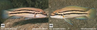 Chalinochromis sp. 'bifrenatus'