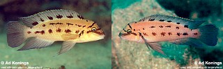 Chalinochromis sp. 'ndobhoi'