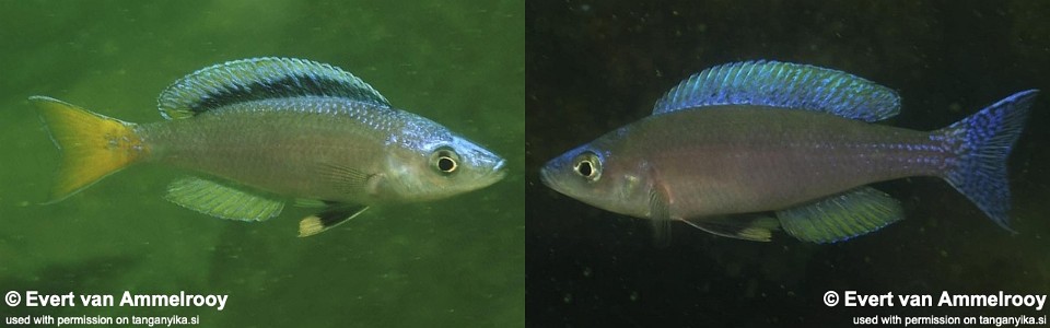 Cyprichromis leptosoma 'Chituta Bay'