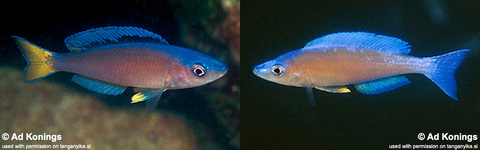 Cyprichromis leptosoma 'Isanga'
