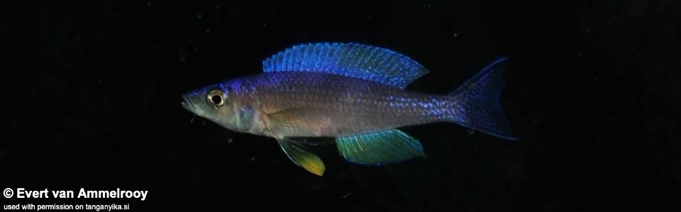 Cyprichromis leptosoma 'Kalala'
