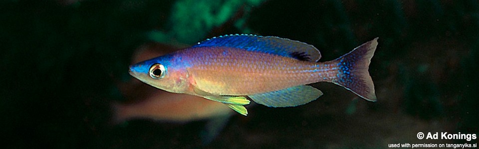 Cyprichromis leptosoma 'Karilani Island'