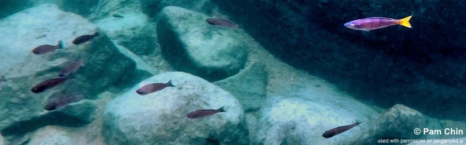 Cyprichromis leptosoma 'Lupita Island'