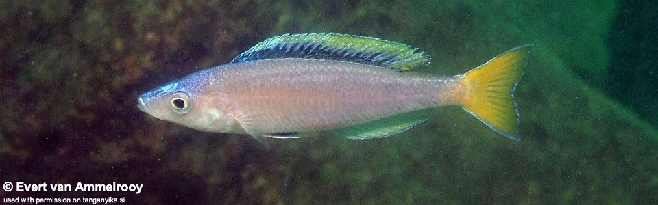 Cyprichromis leptosoma 'Mbita Island'