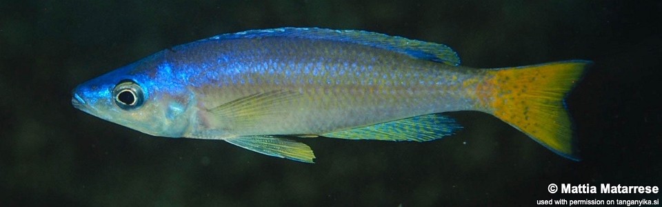 Cyprichromis leptosoma 'Miyako Point'