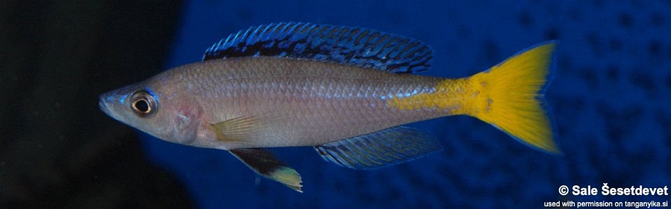Cyprichromis leptosoma (Mpulungu)
