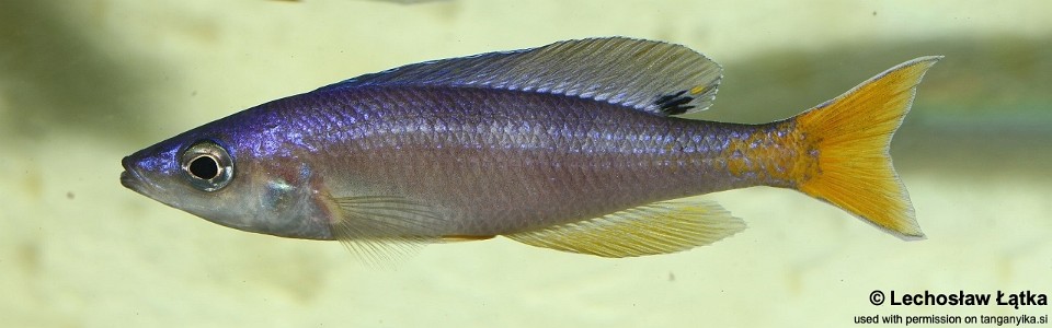 Cyprichromis leptosoma 'Msalaba'