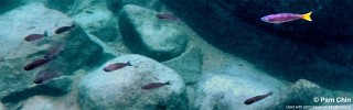 Cyprichromis leptosoma 'Lupita Island'.jpg