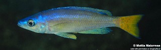 Cyprichromis leptosoma 'Miyako Point'.jpg