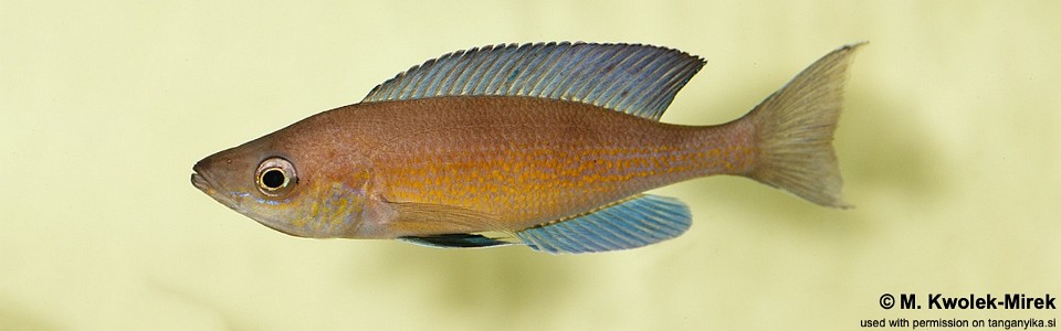 Cyprichromis pavo 'Cape Chaitika'