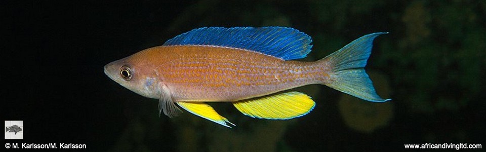 Cyprichromis pavo 'Frontosa Reef'