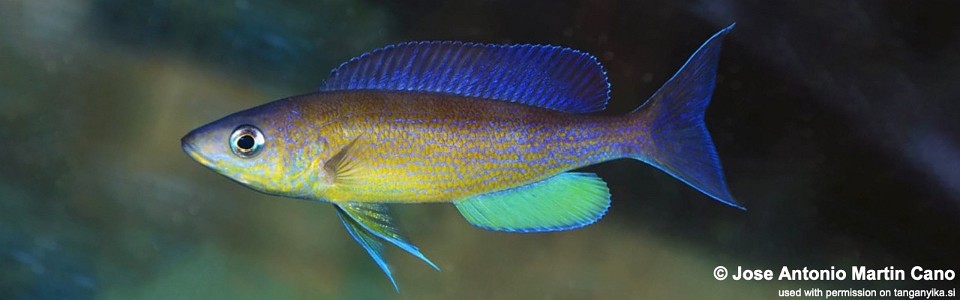 Cyprichromis pavo 'Kapampa'