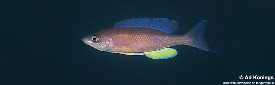 Cyprichromis pavo 'Molwe'