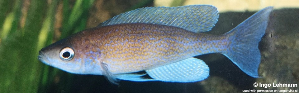 Cyprichromis pavo 'Tembwe Deux'