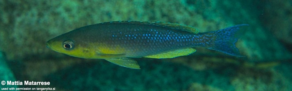 Cyprichromis sp. 'dwarf jumbo' Ifala Village<br><font color=gray>Cyprichromis sp. 'leptosoma kigoma' Ifala Village</font>