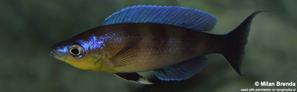 Cyprichromis sp. 'kibishi' (unknown locality)