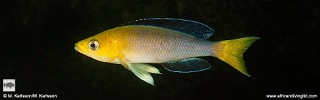 Cyprichromis sp. 'leptosoma jumbo' Cape Mpimbwe.jpg