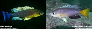 Cyprichromis sp. 'leptosoma jumbo' Cape Nangu.jpg