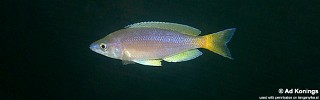Cyprichromis sp. 'leptosoma jumbo' Kafungi.jpg